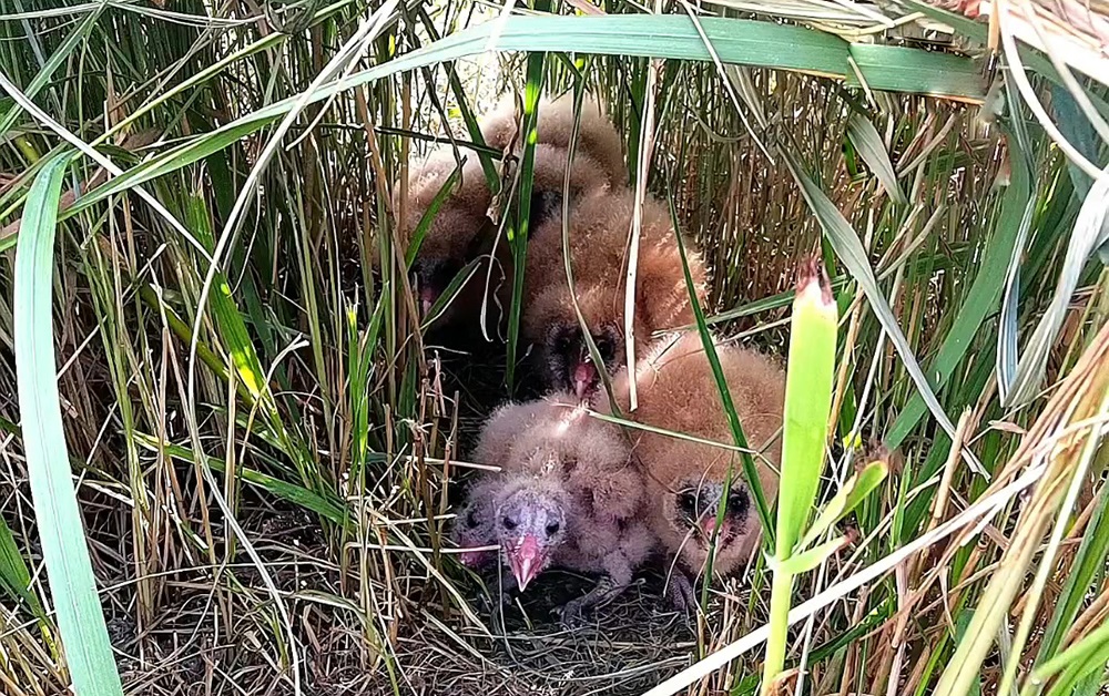 猴面鹰被人发现,猴面鹰有多可怕