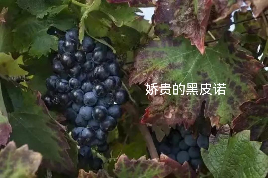 几百块的葡萄酒和几千块的葡萄酒,为什么几百元的葡萄酒好喝