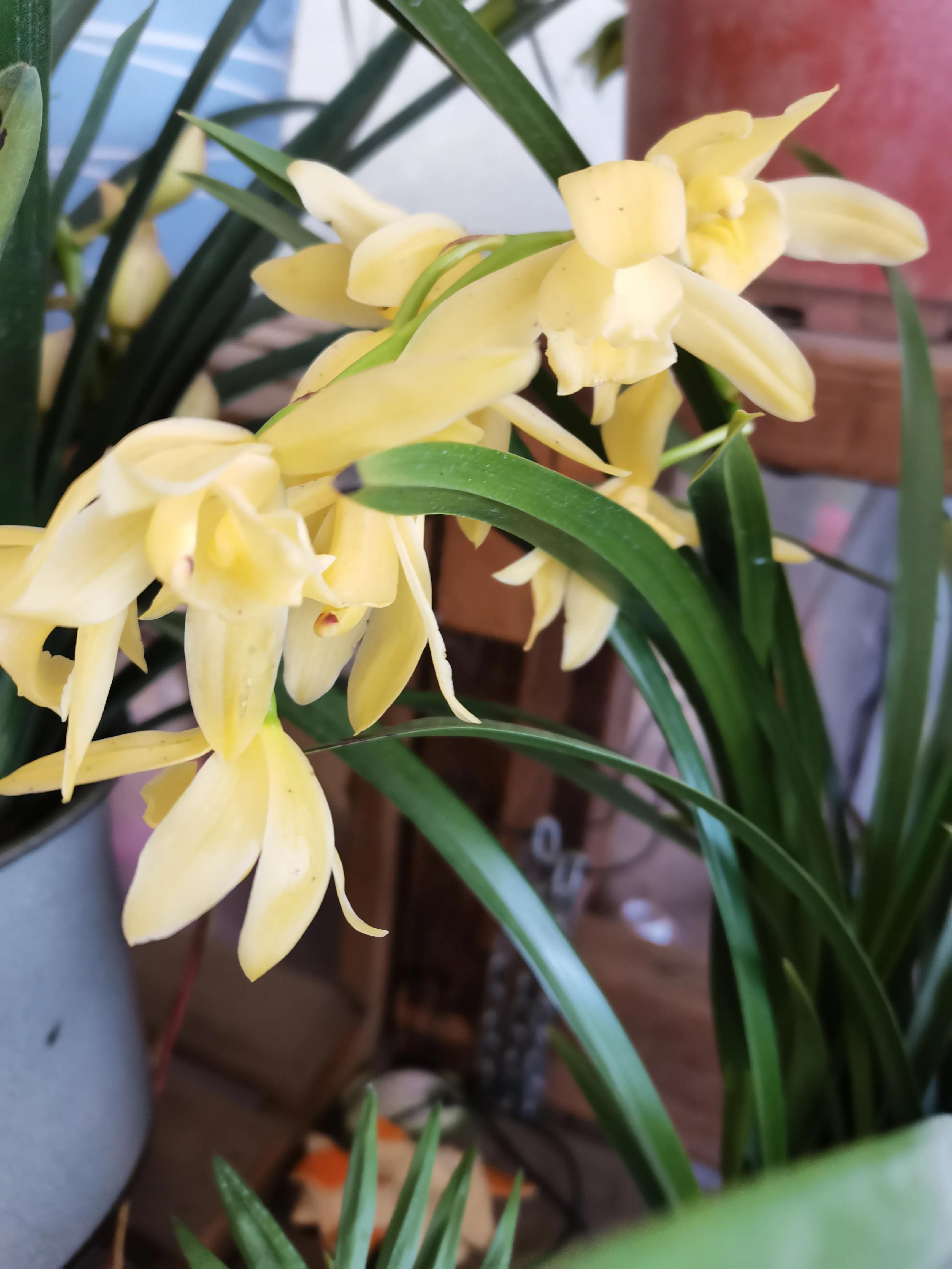 阴雨雾霾天逛月亮湾花市，郁闷不见了，心情舒朗愉悦