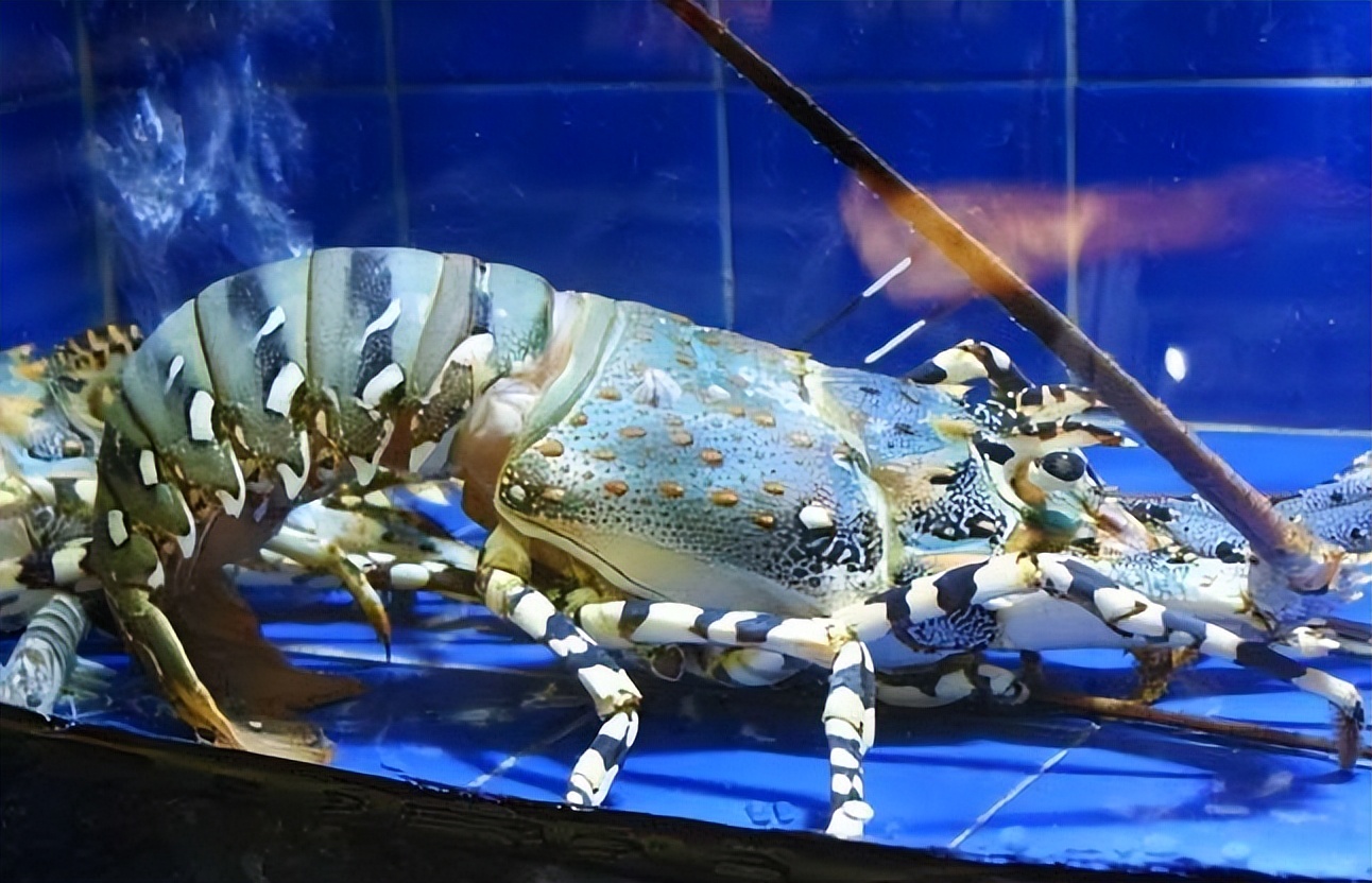 外国人的饮食方面,外国人饮食结构