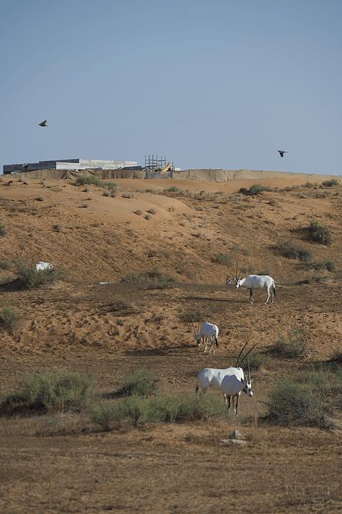 阿联酋丽思卡尔顿,阿联酋野奢帐篷
