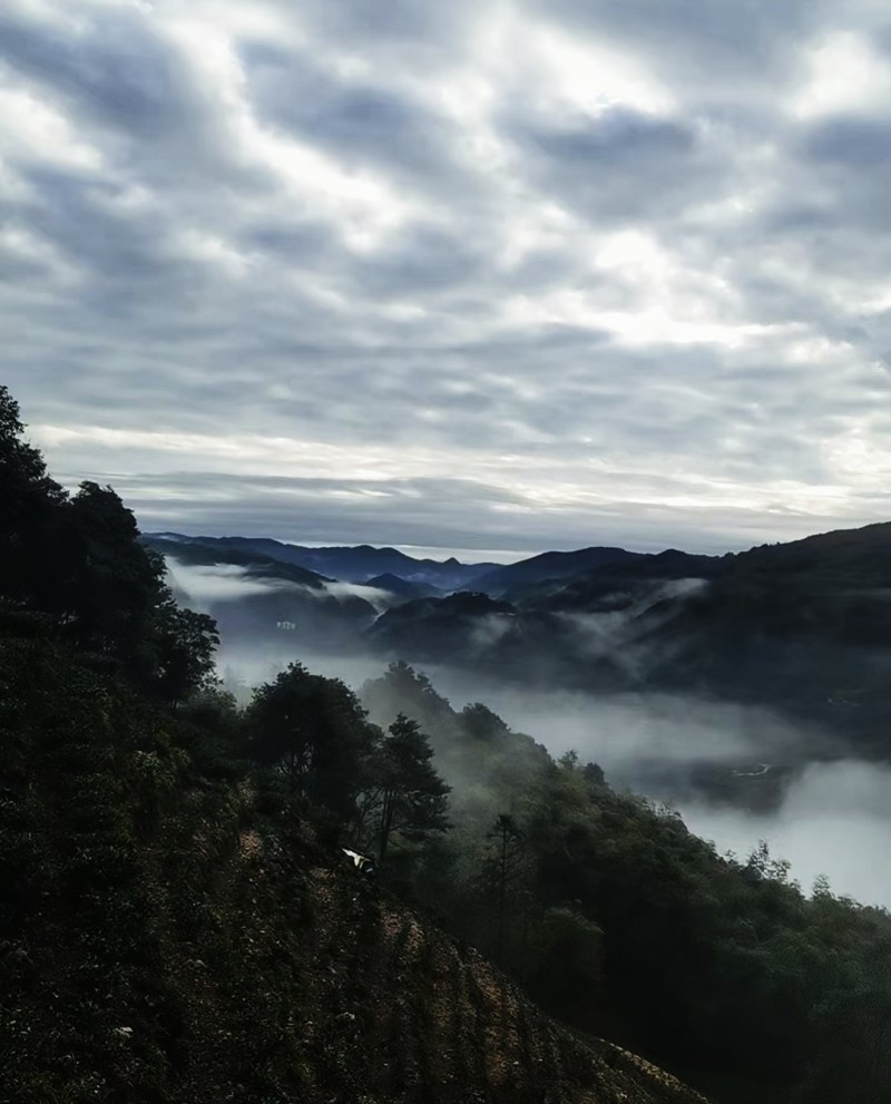 春茶季带你选好茶,春茶上市如何挑选好茶