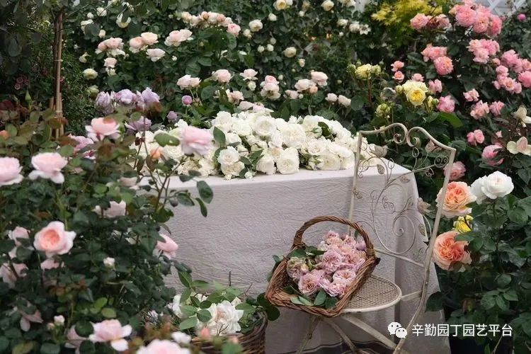 第八届园丁奖露台组《030号》洛基花园