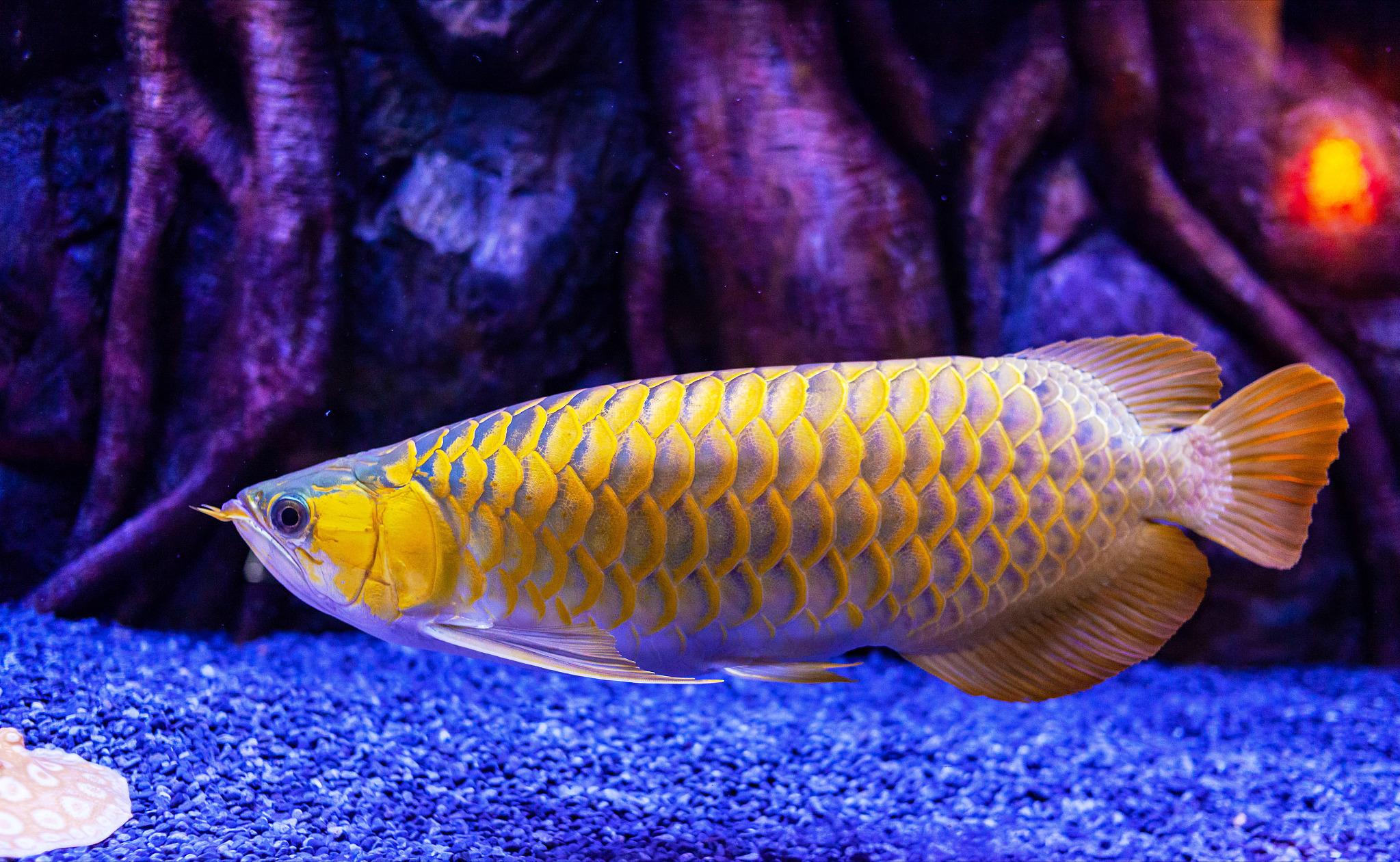 小鱼缸养龙鱼会有什么后果,小缸养龙鱼会长大吗