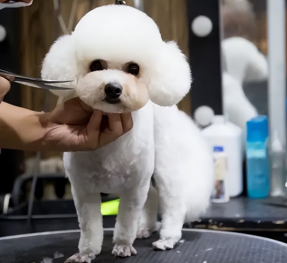 宠物美容加盟靠谱吗,宠物美容加盟排名前十名