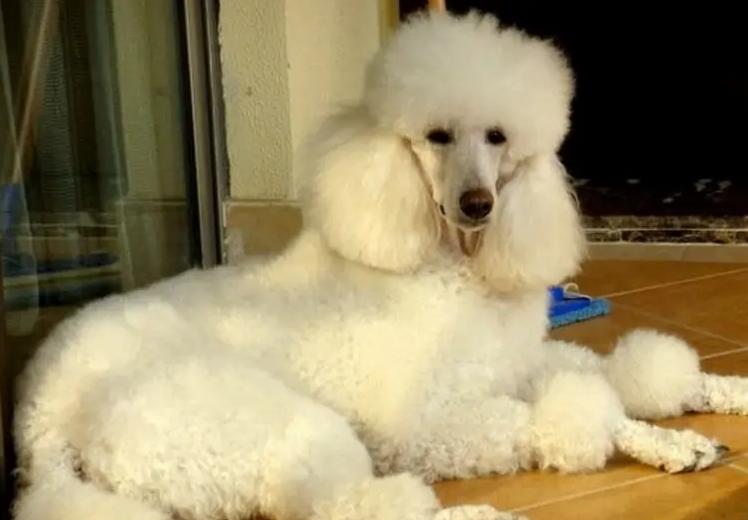 贵宾犬到底有多好养,贵宾犬值得养吗