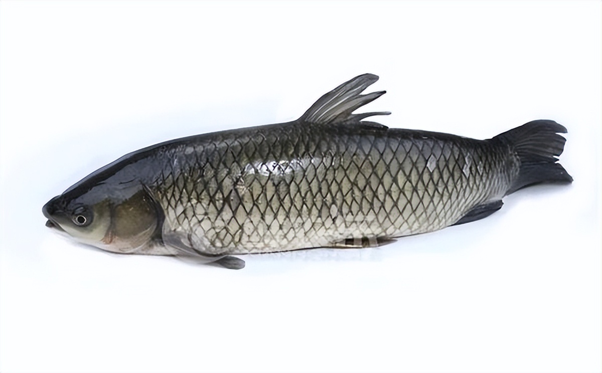 广西小伙养鱼败光家里500万,广西小伙养草鱼败光百万家产