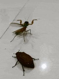 女朋友平胸是什么心理,女生平胸如何安慰