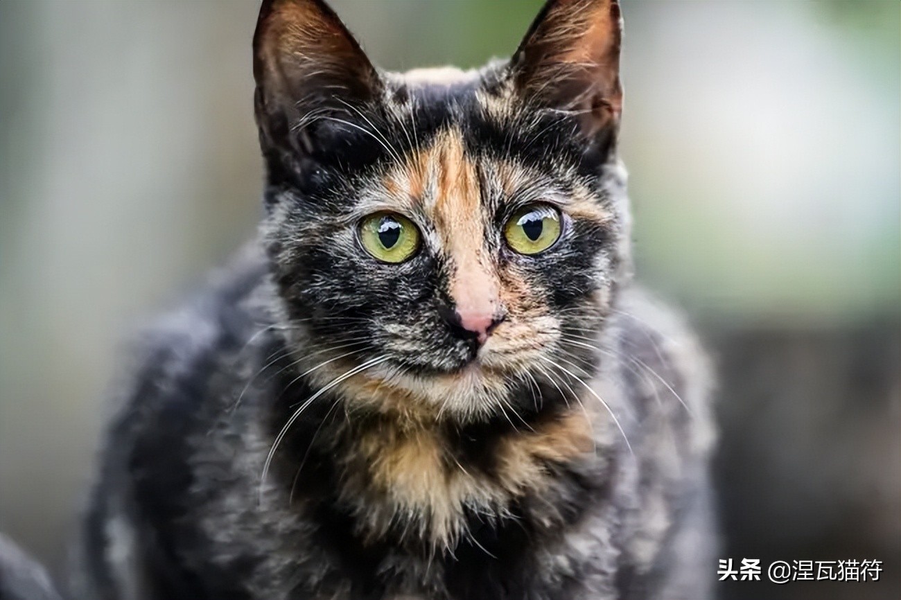 中国猫咪品种玳瑁猫,田园玳瑁猫的嘴