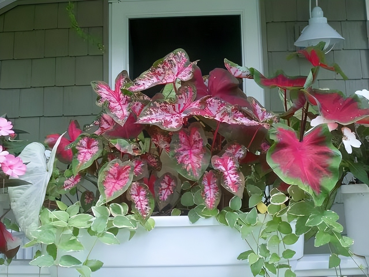 好养的喜阴花有哪些室内,哪些花喜阴不见阳光也可以生长