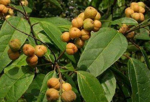 常见有毒花千万别碰,世上有毒的花和植物