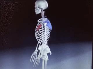 肩膀肌肉紧绷怎么放松,肩膀僵硬不放松怎么办