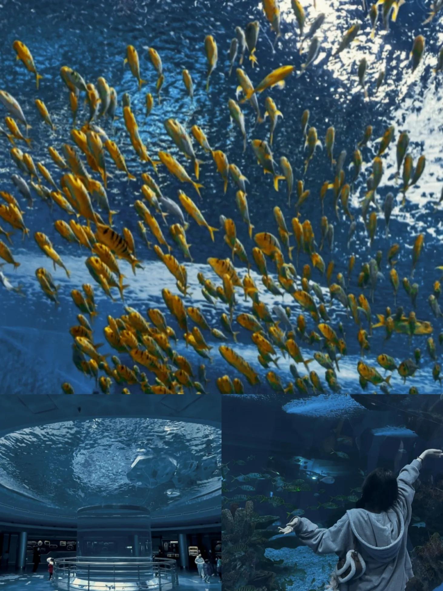 上海海昌海洋公园和水族馆哪个好,上海海昌海洋公园建议游玩时间