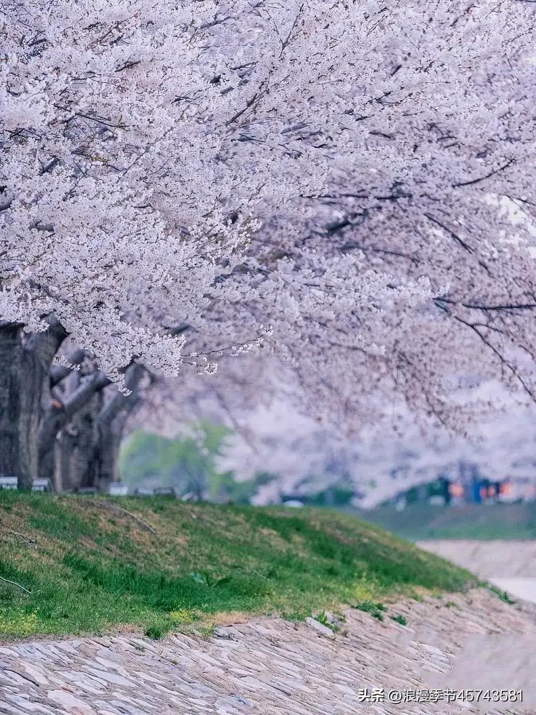 春暖花开日光倾城散文,春暖花开的季节散文