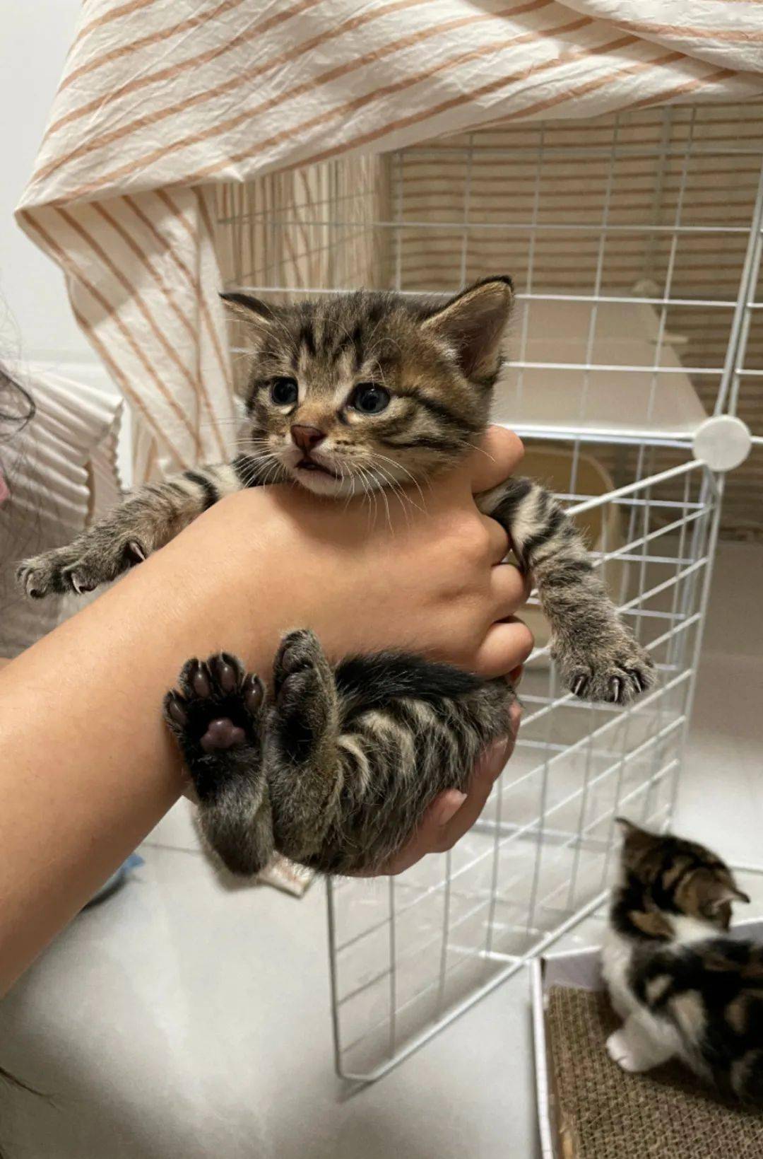 猫界中最通人性的几种猫你养了吗,5种便宜又好养的猫