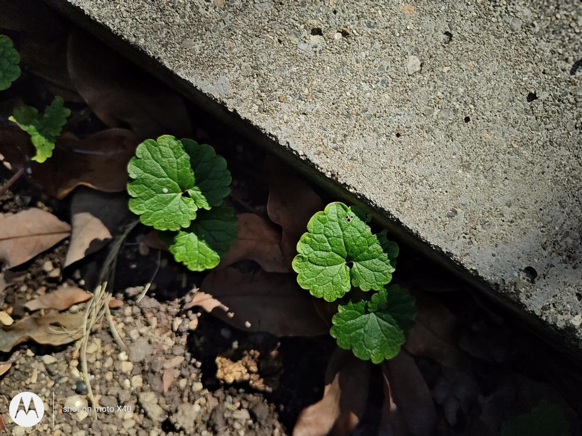 motox40即将发布,MotoX40深度评测