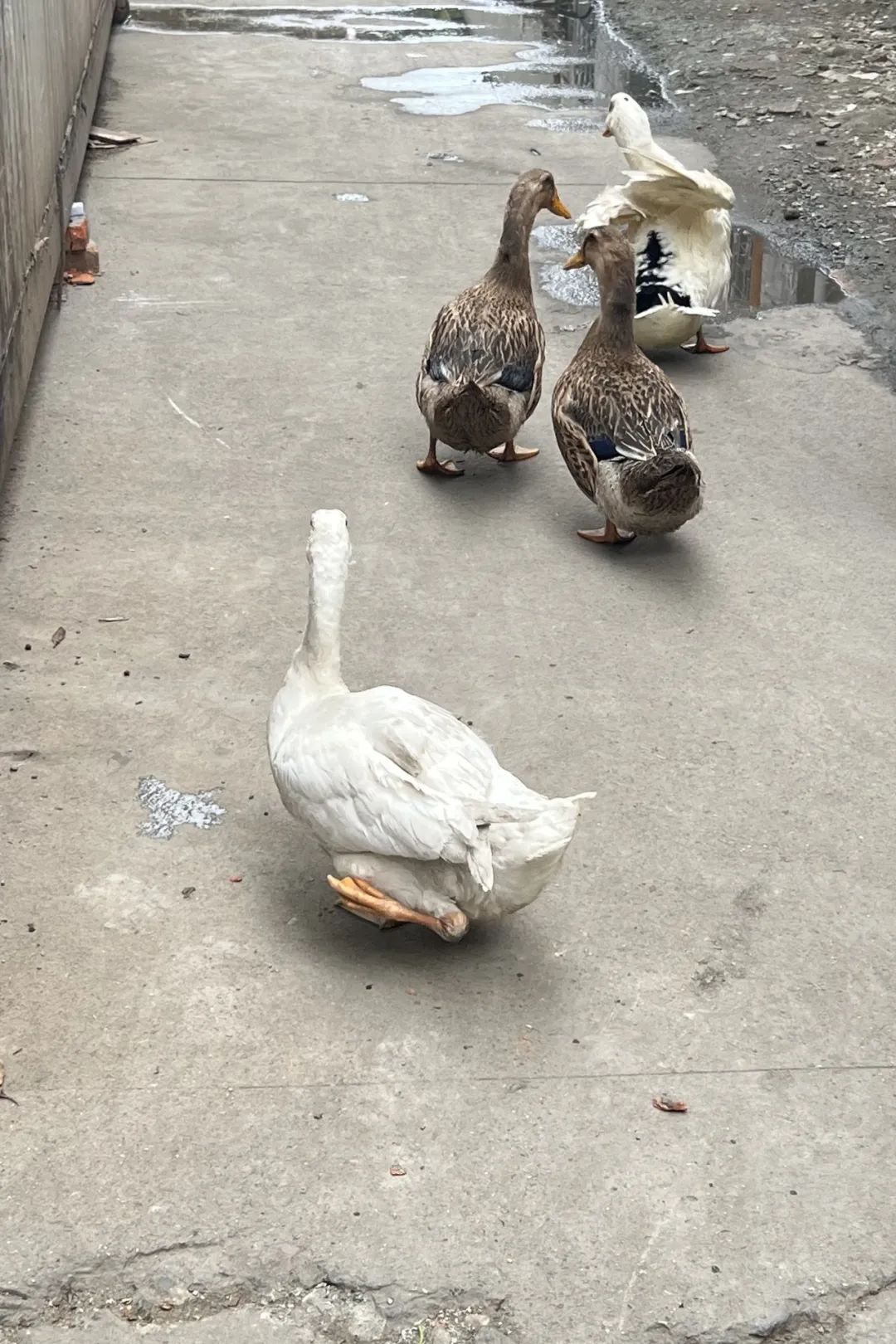 终于炒出了两锅会说自贡话的兔儿