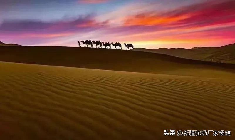 骆驼身上有什么品质,骆驼身上的三宝是什么