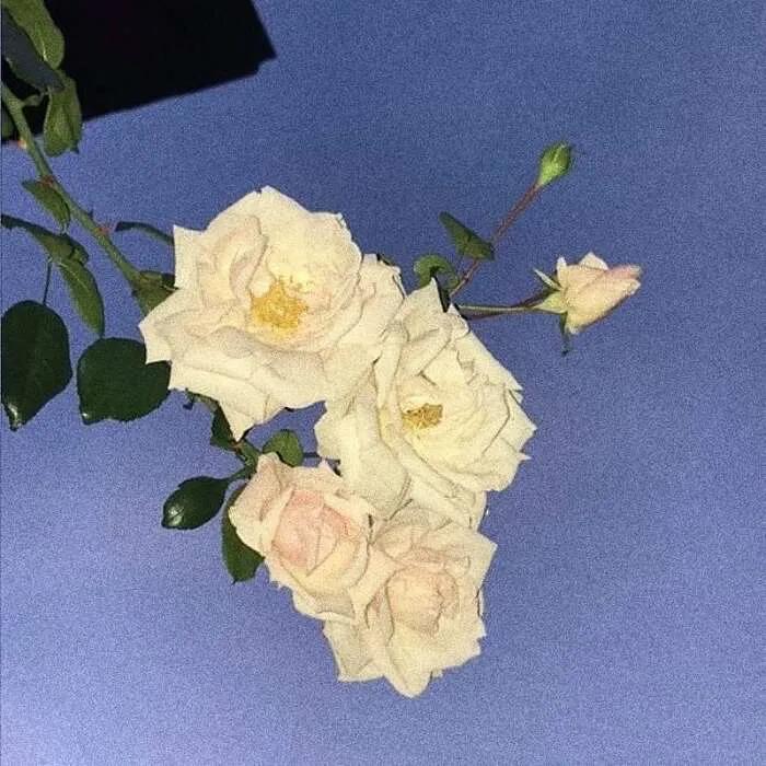 分享欲是最高的浪漫主义图片,分享欲是最高的浪漫主义长文