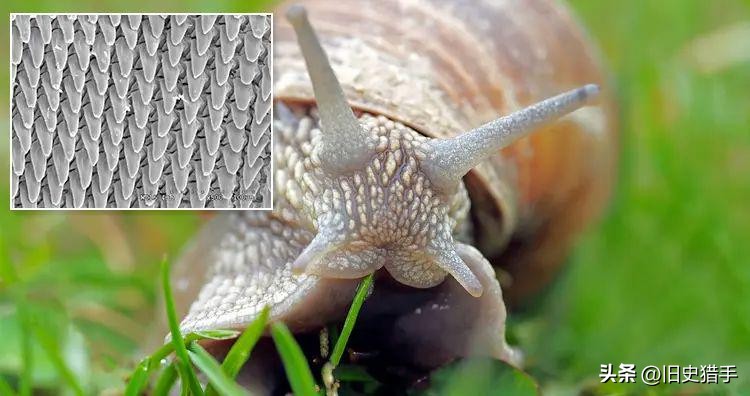 22个让人细思极恐的事实,13个关于动物的荒谬事实