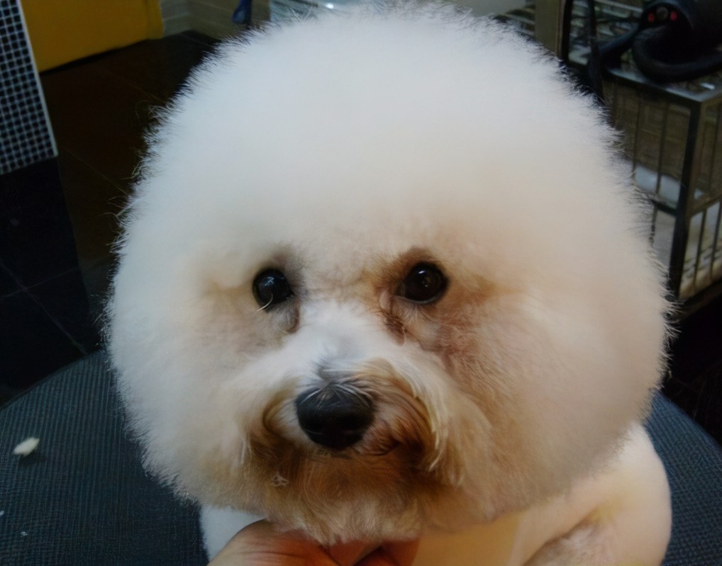 这几种狗太难伺候了新手不敢养,不能接受的狗狗