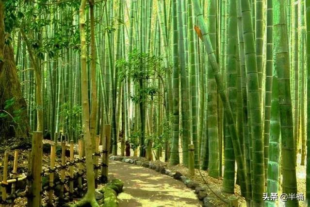 竹子开花马上搬家有这说法吗,竹子开花人要搬家有这种说法吗