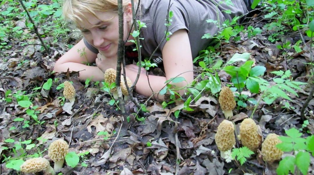 华人美国挖野菜，吃罚单？在纽约是这样挖蕨菜、韭菜、荠菜的