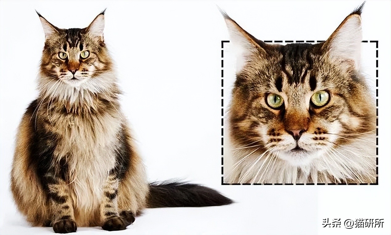 猫咪的肉垫看性格,猫咪肉垫形状代表什么性格