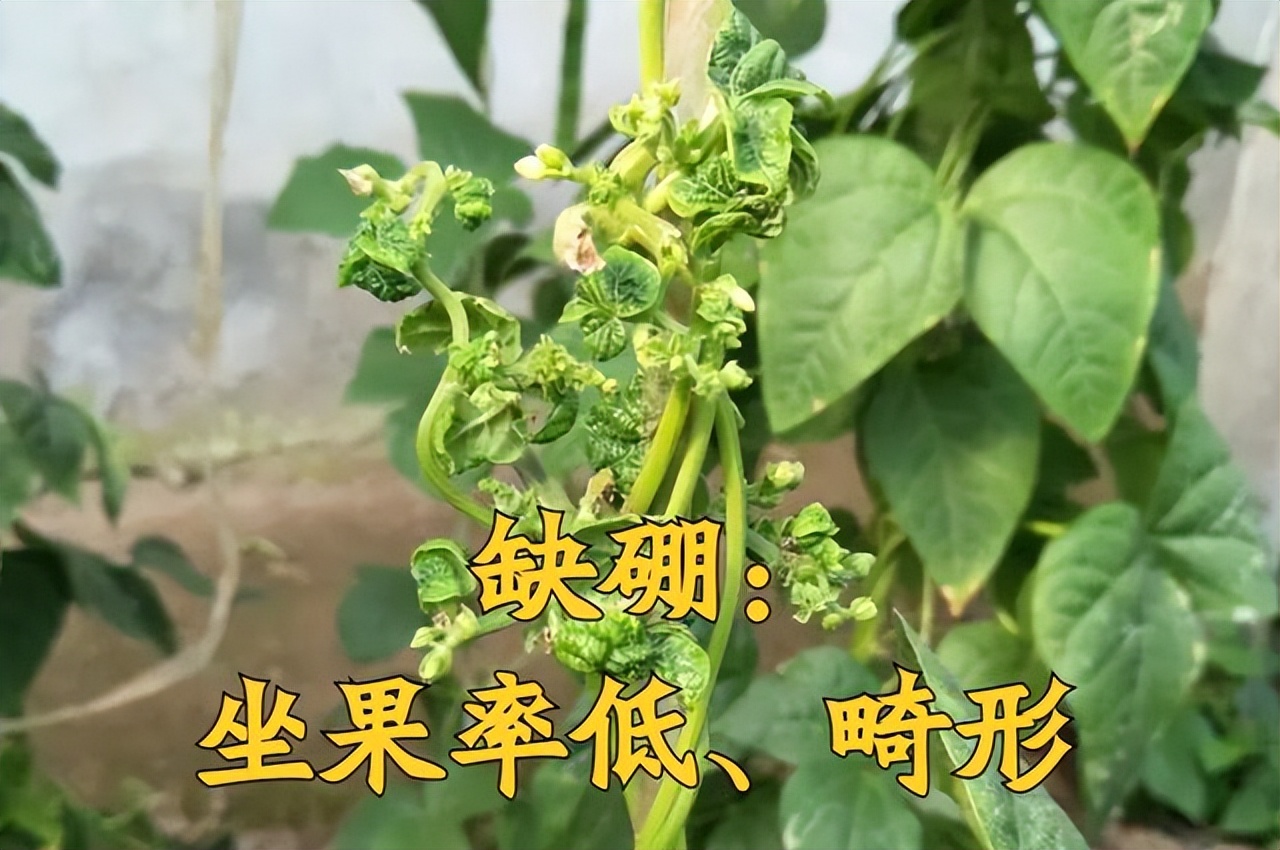 大棚芸豆栽上以后卷叶是什么原因,豆角芸豆怎样种植结果多