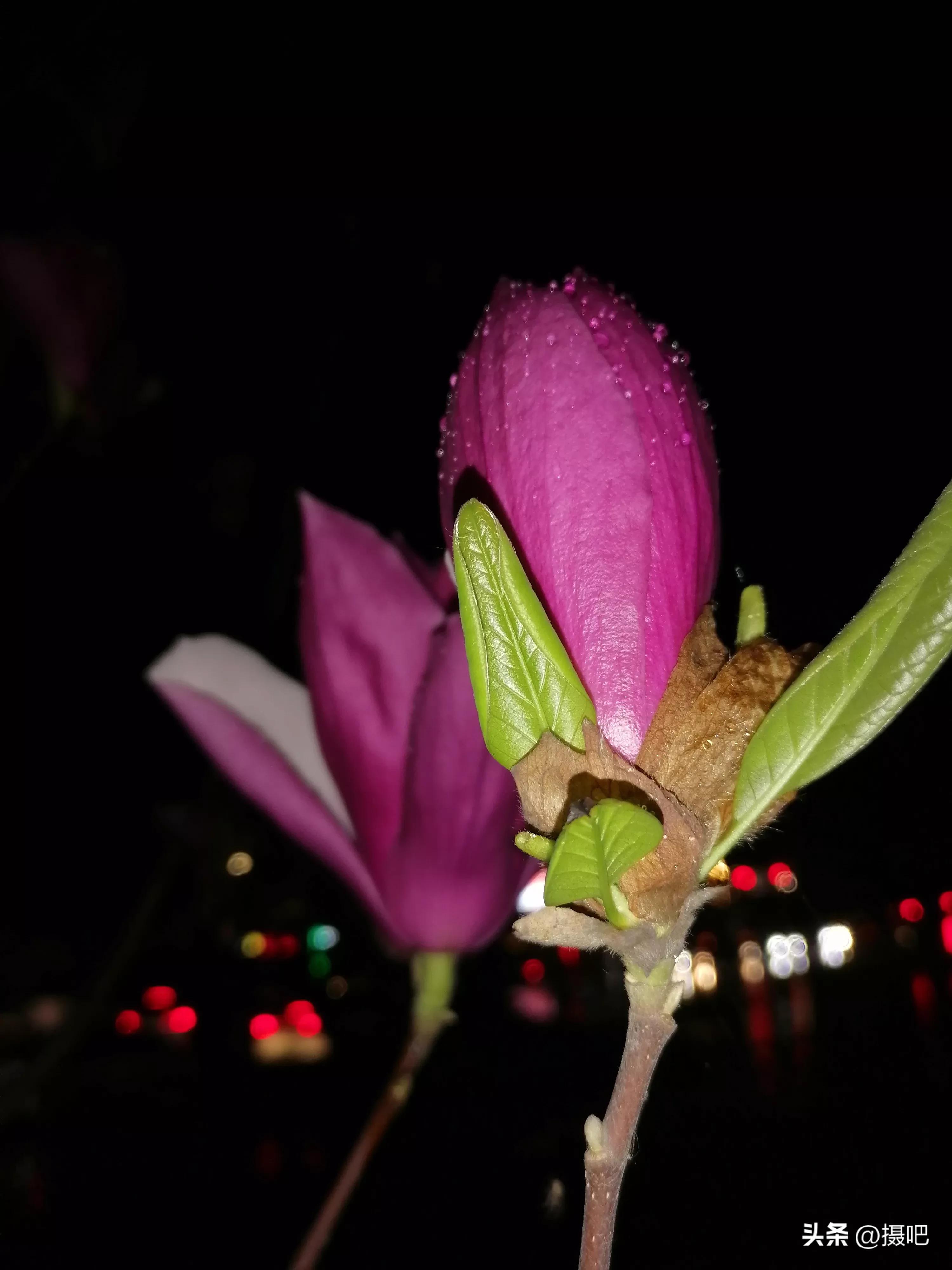 雨夜玫瑰背景图,玫红色唯美图片