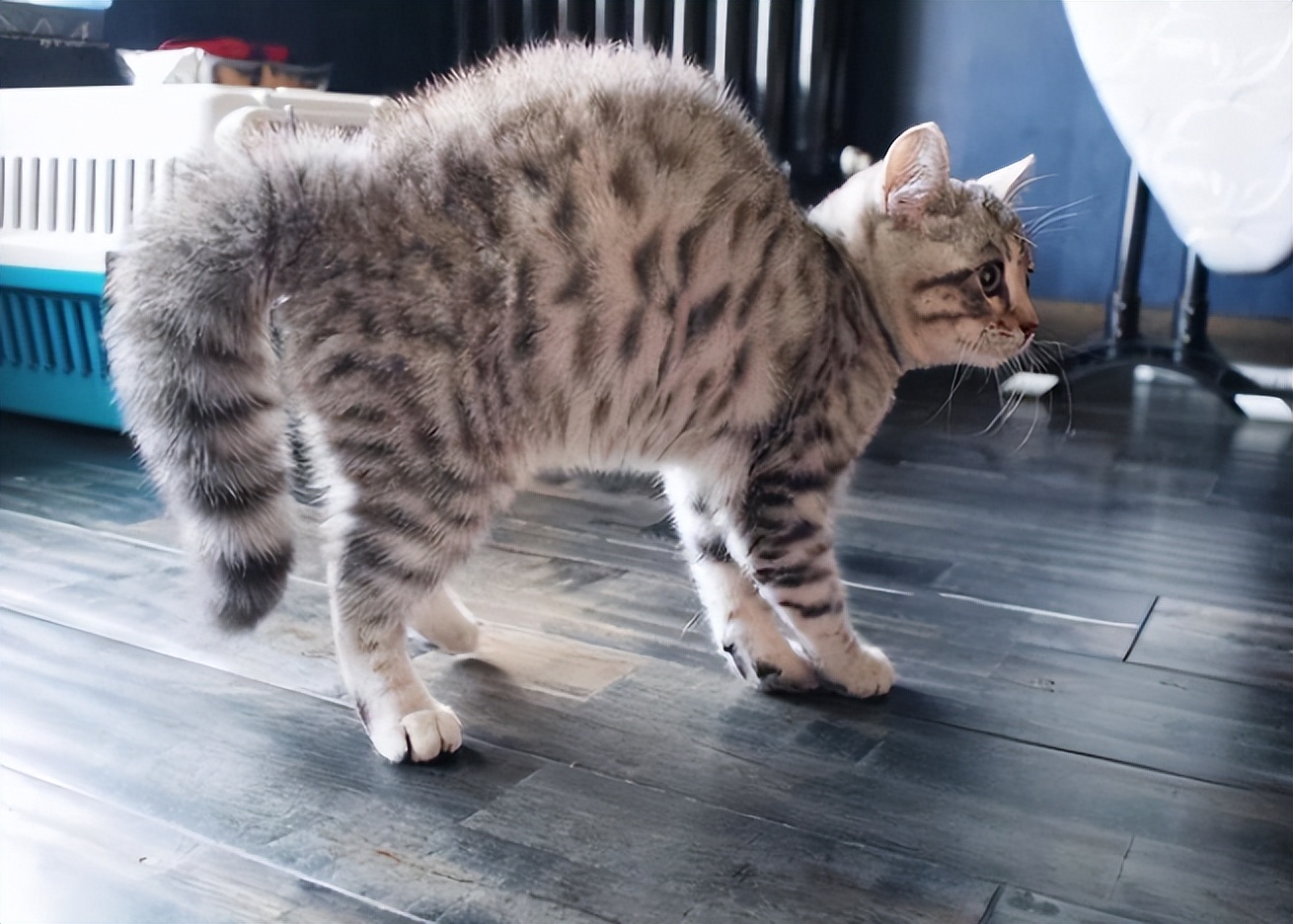 猫主子心思太难猜,猫咪的尾巴到底有多敏感