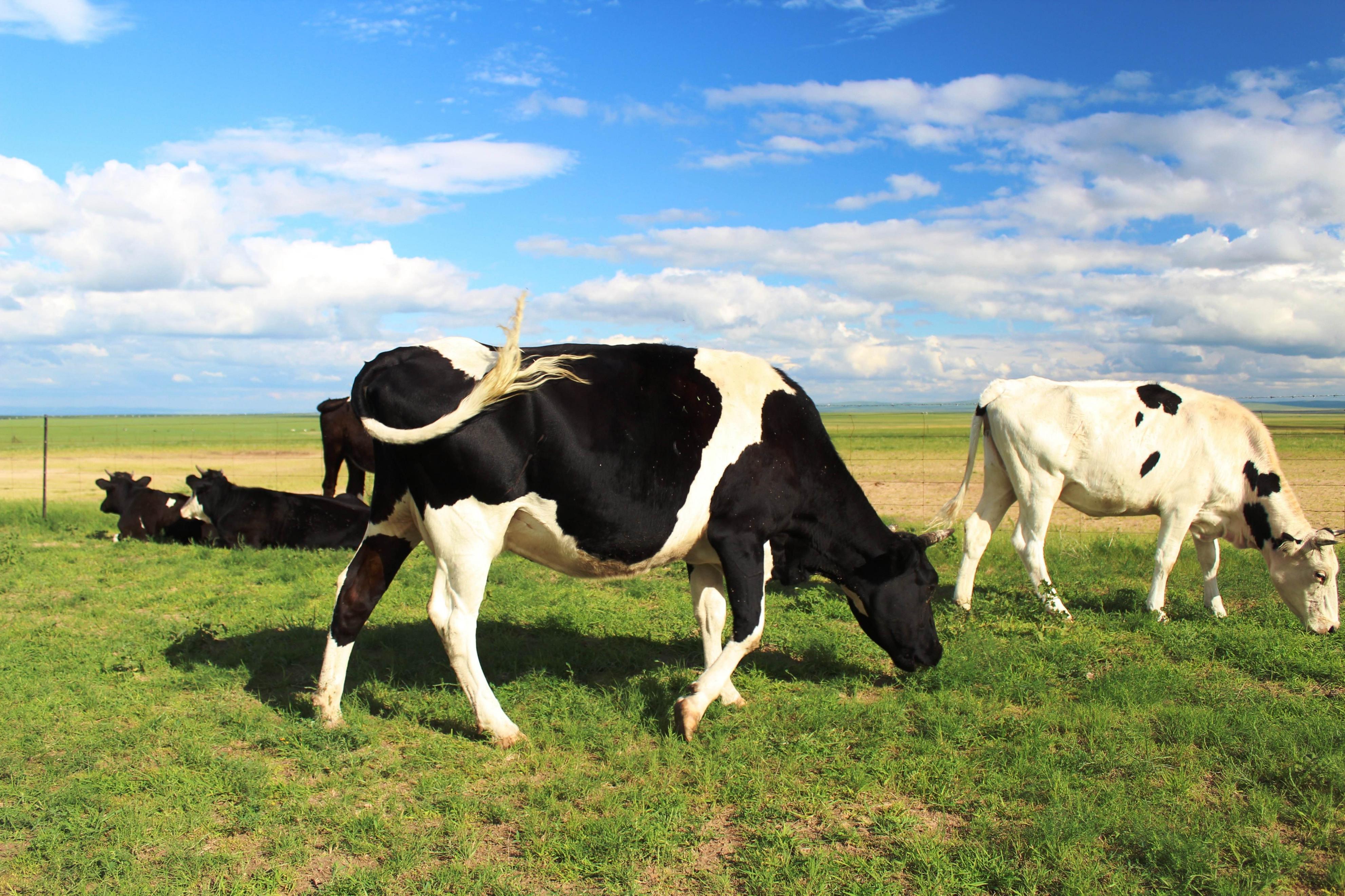 牛肌肉注射部位打针化脓了怎么办,牛打针引起的脓包怎么治