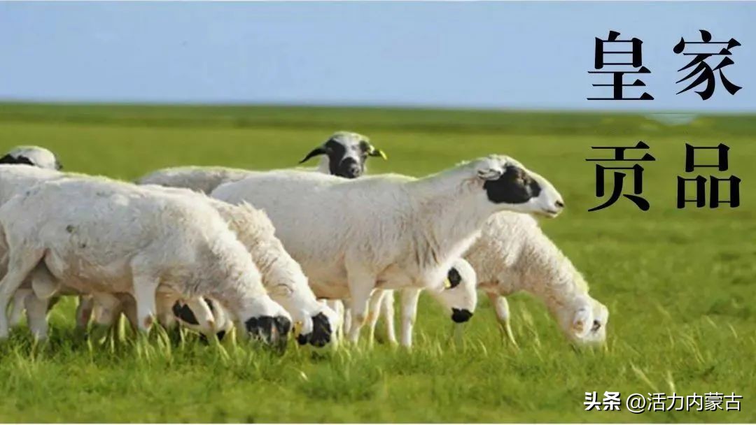 这场“羊”运会，内蒙古申请出战！