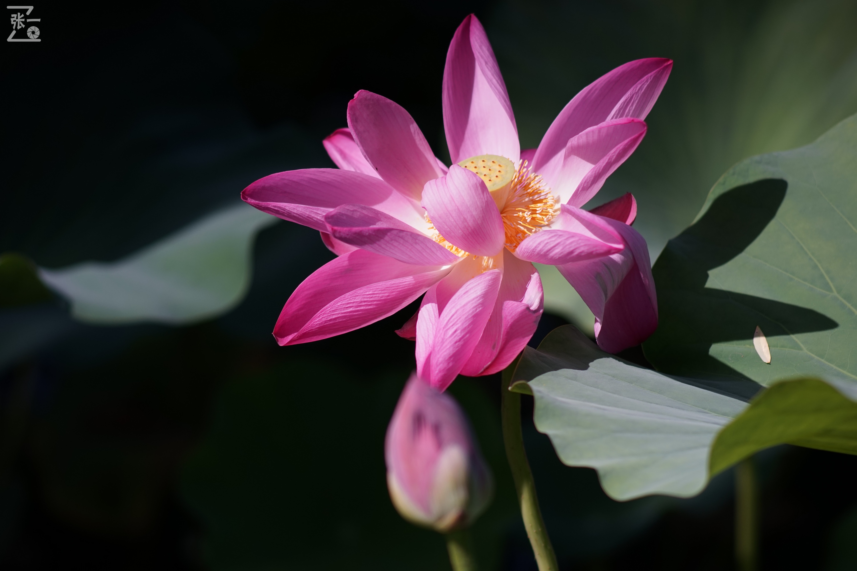 老款olympus微单拍摄技巧,日本olympus镜头