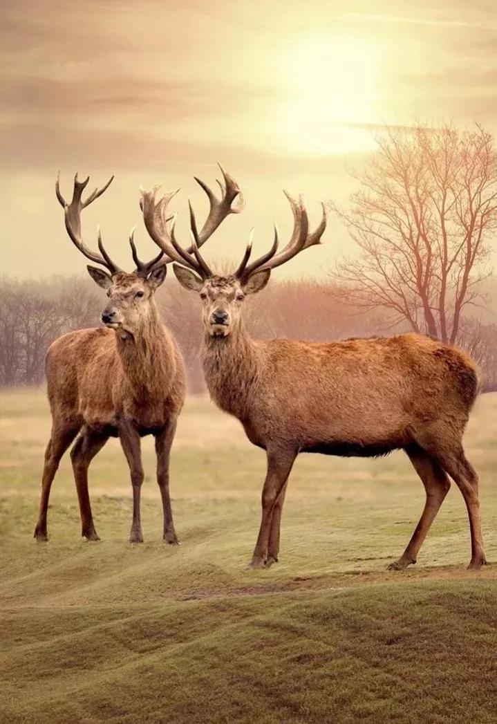 动物千姿百态,动物园的动物千姿百态