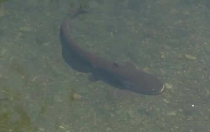 长江鱼类数量增多,长江鱼类目前现状