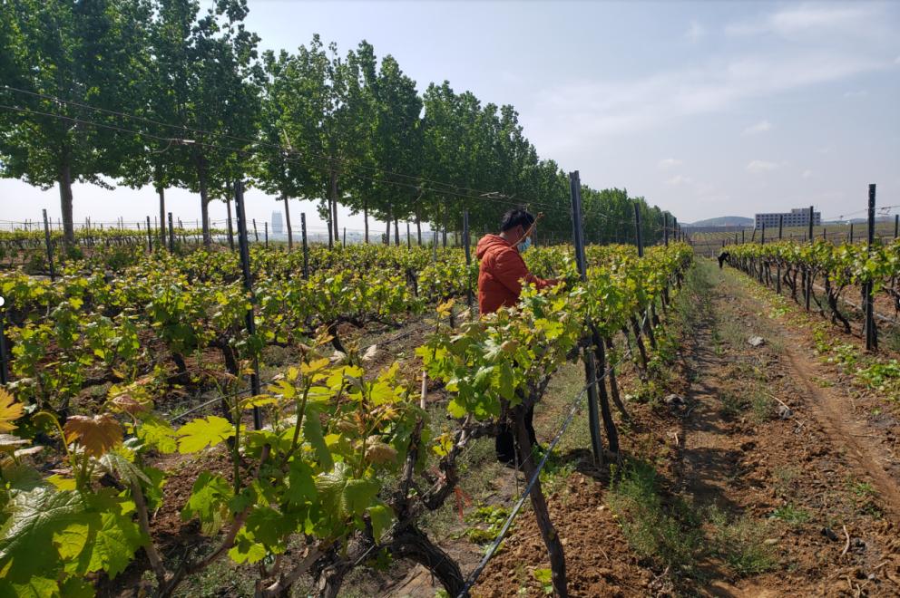 蛇龙珠烟台张裕卡斯特酒庄,张裕卡斯特酒庄蛇龙珠干红葡萄酒