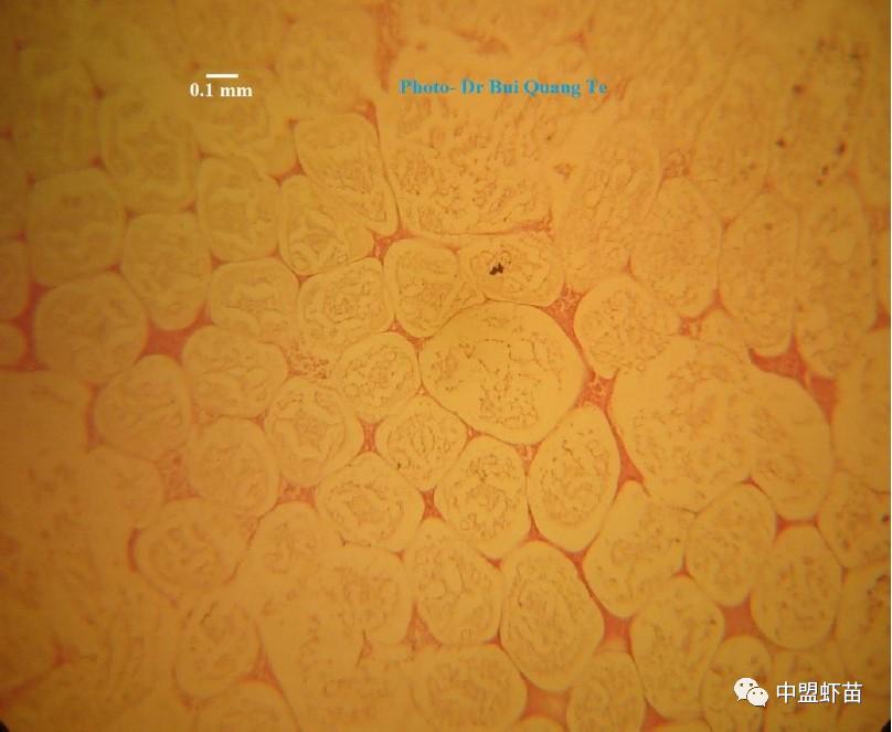 微孢子虫亚门,水产养殖微孢子虫