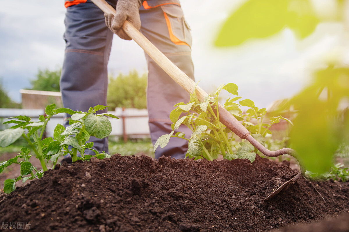 土豆怎么种植才能高产呢教程,土豆种植技术和培土方法
