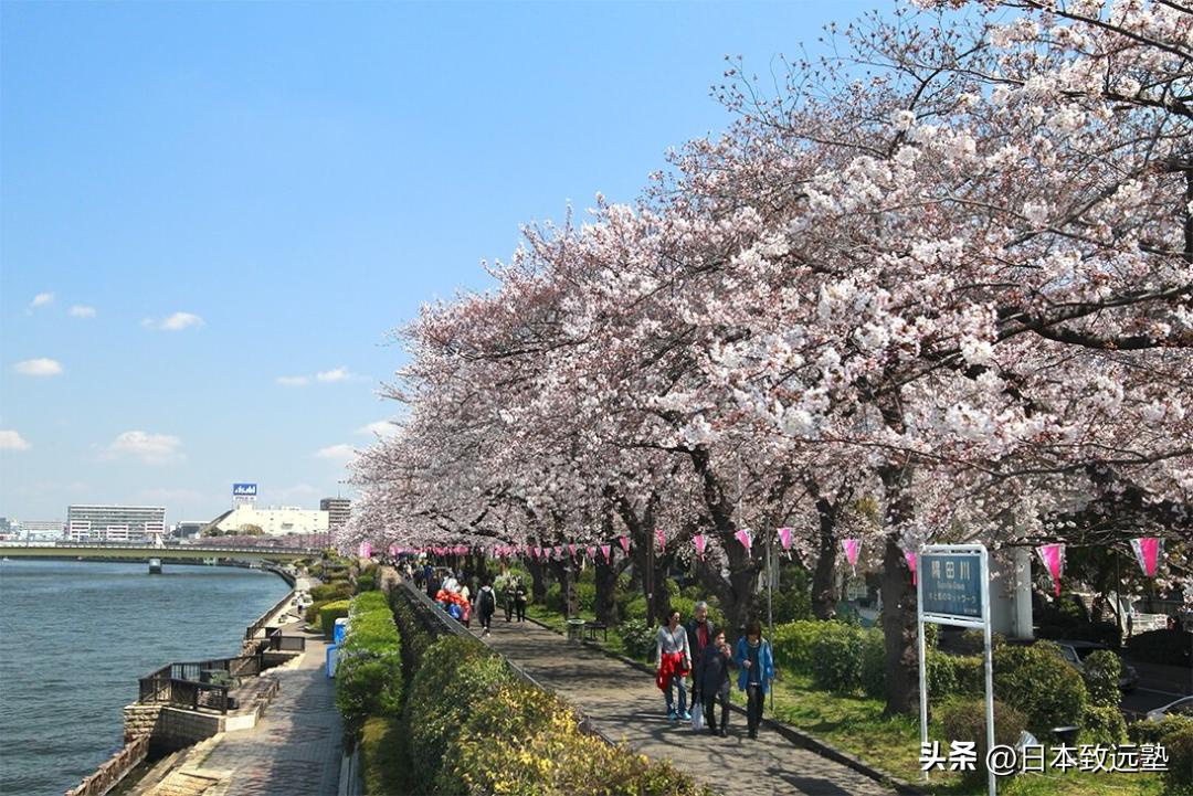 东京赏樱不完全攻略,2023年东京赏樱攻略