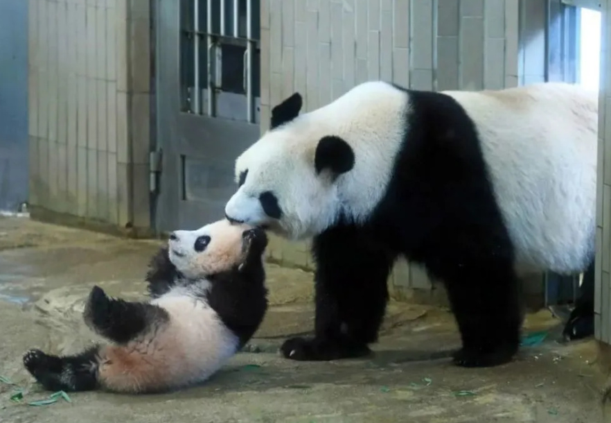 大熊猫为什么不跟爸爸生活,大熊猫为什么只照顾一个孩子