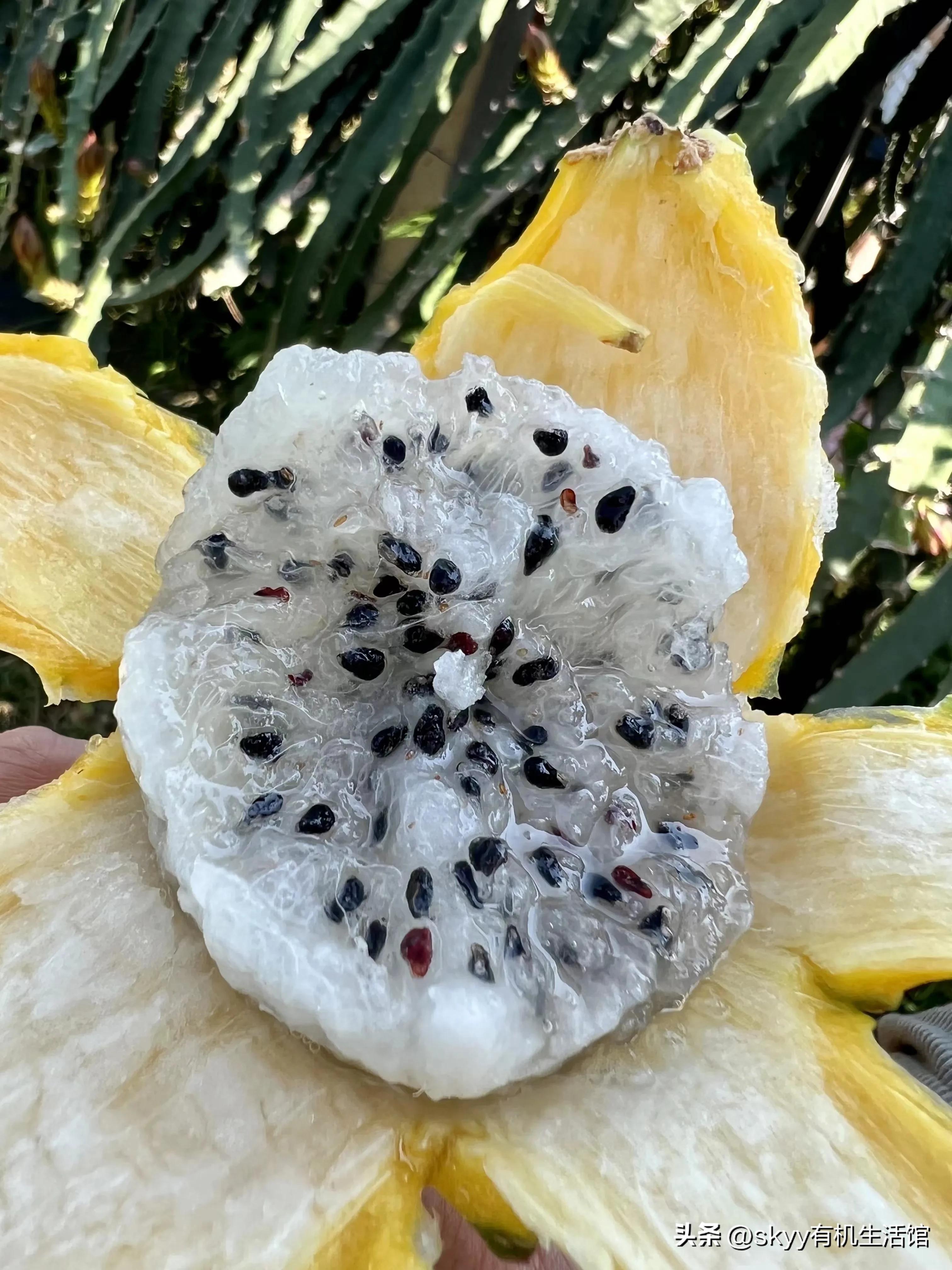 海南燕窝果基地一件代发,海南燕窝果基地批发