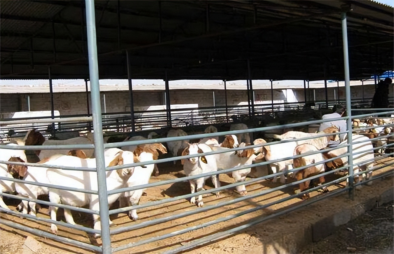 第一次养羊喂多少饲料合适,第一次养羊怎么选羊