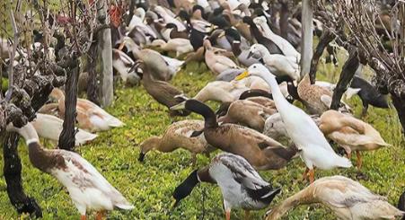 “中国人真聪明!用鸭子来化解粮食危机!”2000年...