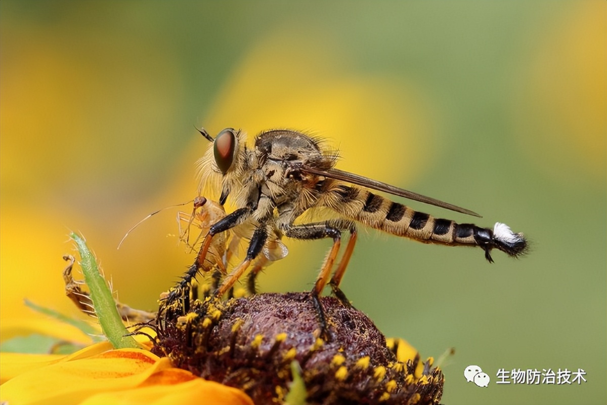 病虫害防治之昆虫外部形态小结,农作物常见害虫防治
