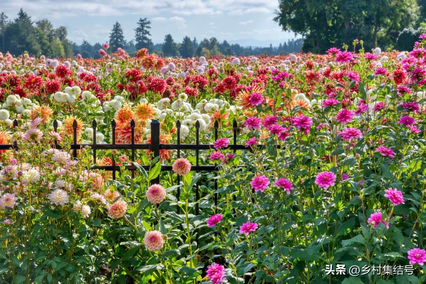 美国夏日梦幻农场：以大丽花为主题的鲜花园艺农场，如梦如画！