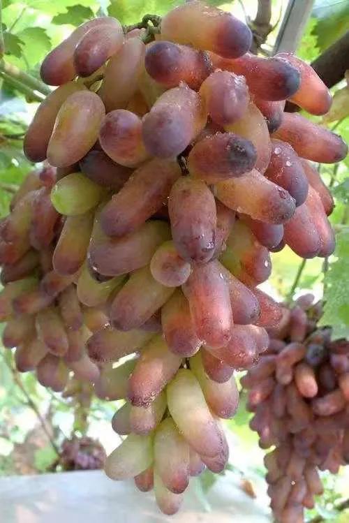 秦皇岛昌黎葡萄沟吉祥精品农家,葡萄沟翡翠轩农家院