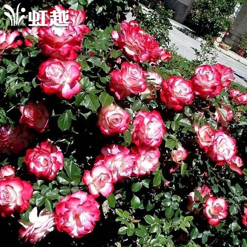 夏花开得最标准的月季花品种,月季色彩艳丽千姿百态