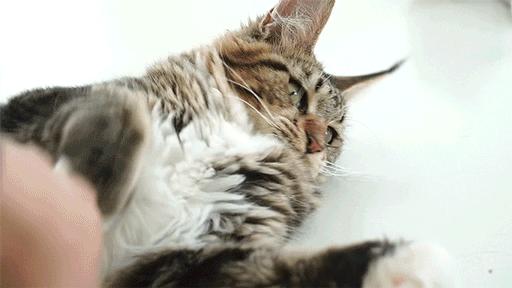 哪种猫最通人性好看又好养,猫界中最通人性的几种猫你养了吗