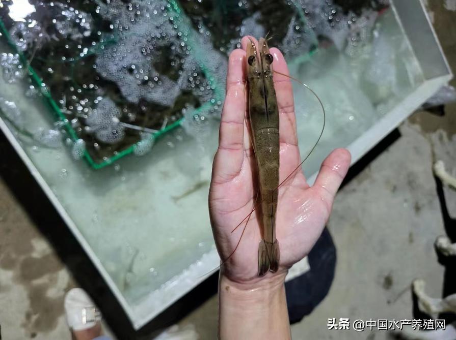 人工养对虾一亩地能赚多少钱,养殖对虾一亩地能赚多少钱